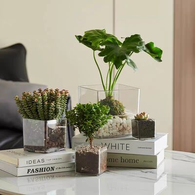 Customize Transparent Acrylic Storage Box Can Be Used to Display Plant